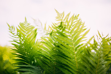Natual green fern background. Summer season