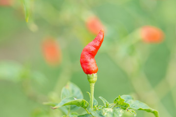 Fresh red chillies growing in the vegetable garden