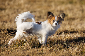 cute papillon dog