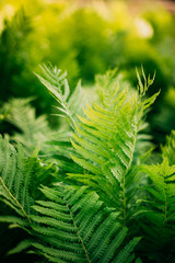 Natual green fern background. Summer season