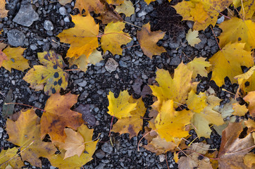 yellow maple leaves as a background