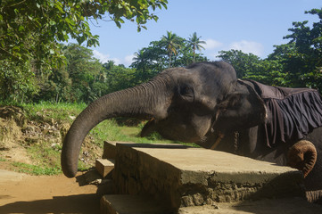 Obraz premium Big Asian elephant with trunk in Sri Lanka's park