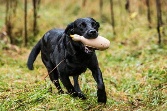 Black Labrador Retriver play fetch with dummy duck