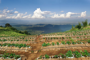 Naklejka premium Strawberry farm at the top of Mon Jam mountain in Chiangmai, Tha