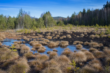 peat bog in the national park Sumava Europe