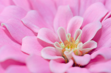 Pink Aster flower in Rama 9 (local name) national garden, Bangko