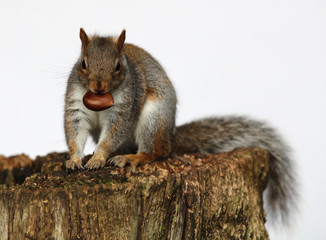 Obraz premium Portrait of a Grey Squirrel enjoying a chestnut while sitting on a tree trunk