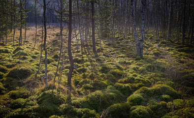 Naklejka premium peat bog in the national park Sumava Europe