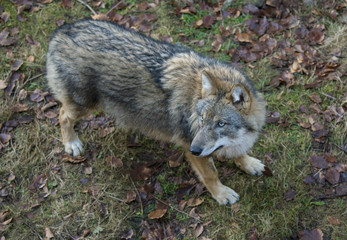wolf in a forest