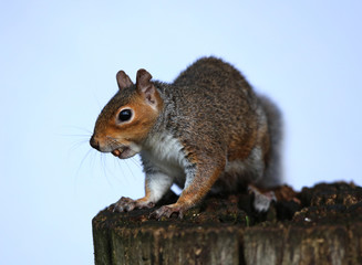 Close up of a Grey Squirrel eating nuts on a tree trunk in autumn