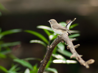 Red-throated Flycatcher