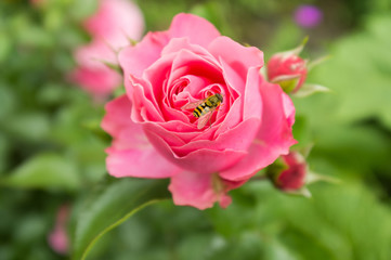 Schwebfliege im Anflug auf Rosenblüte