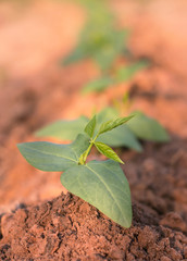 Young and fresh green beans