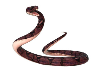Obraz premium Anaconda Snake on White