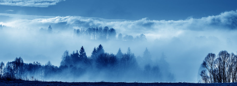 Fototapeta morning fog and a forest