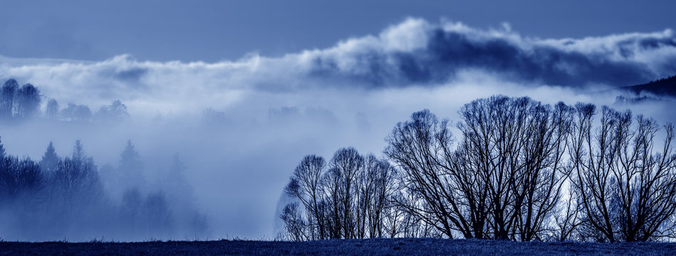 Fototapeta morning fog and a forest