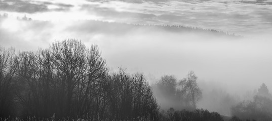 Fototapeta premium morning fog and a forest