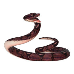Anaconda Snake on White