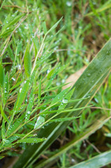 Fototapeta na wymiar The water drop on the fresh green leaf