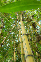 Obraz premium The body of bamboo plants and their leafs