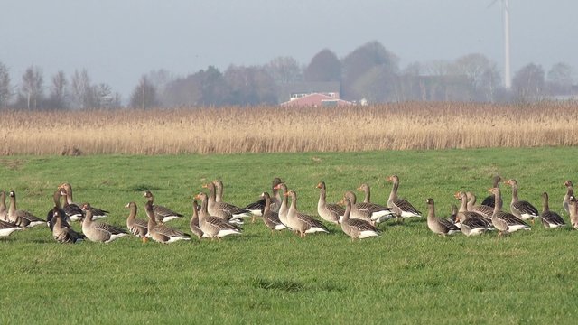 wild geese on the field
