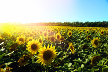 Поле подсолнухов - Field of sunflowers