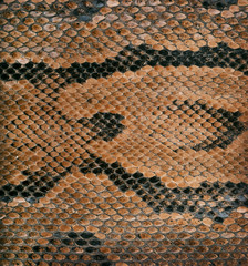 snake skin texture as a background