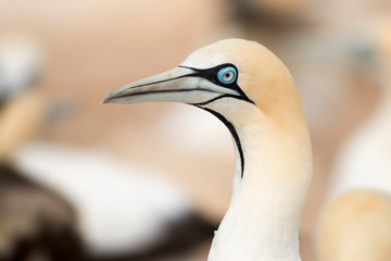 portrait of a singel cape gannet
