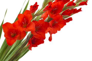 red gladiolus flowers on white background