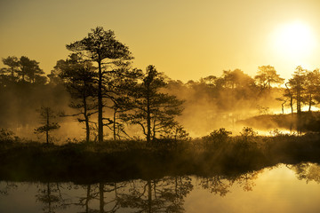 Sunrise in the bog, golden marsh, lakes and nature