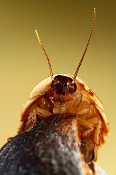  Death's head cockroach creapy and big pest insect