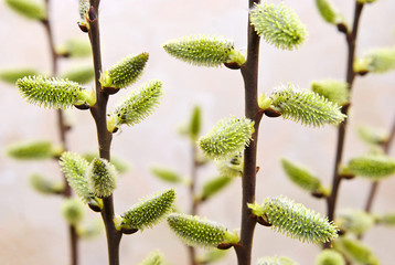 Flowering willow twigs © urza