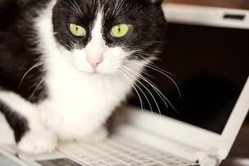 black and white cat over laptop