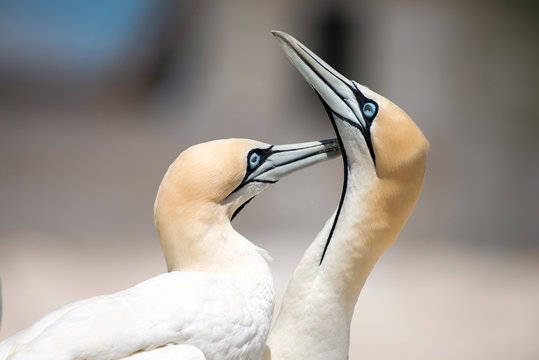 portrait of a pair of cape gannets