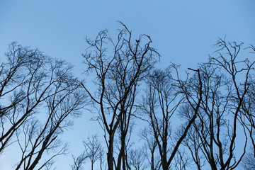 Tree silhouettes and sky at sunset