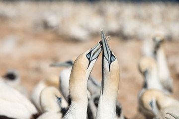 portrait of a pair of cape gannets