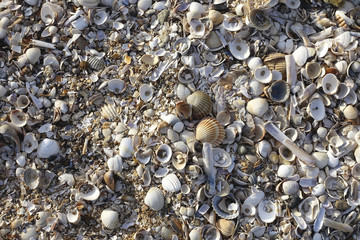 Coquillages sur la plage