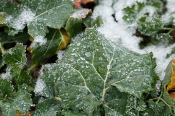 Field oilseed rape in winter. Winter frost on leaves.