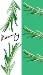 rosemary booklet. Useful green herbs. delicious seasoning. tasty flavoring for food. Vector illustration