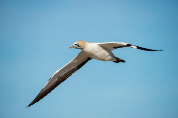 cape Gannet
