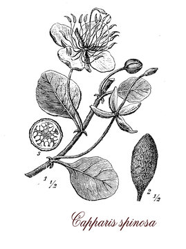 Caper bush, botanical vintage engraving
