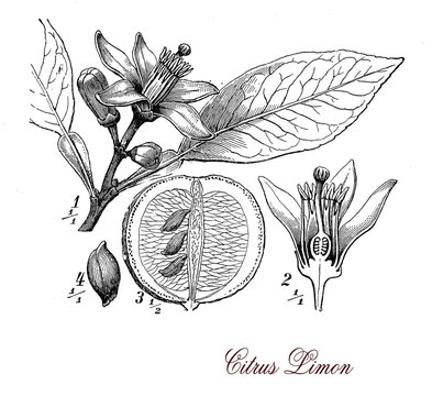 Lemon tree, botanical vintage engraving