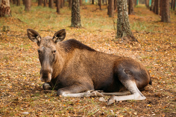 Wild female moose in forest reserve