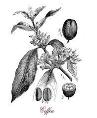 Coffea plant with coffee beans, botanical vintage engraving - obrazy, fototapety, plakaty