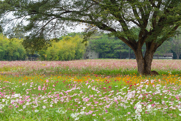 Cosmos