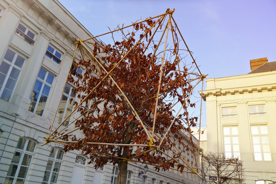 coupe arbre en cube, art topiaire