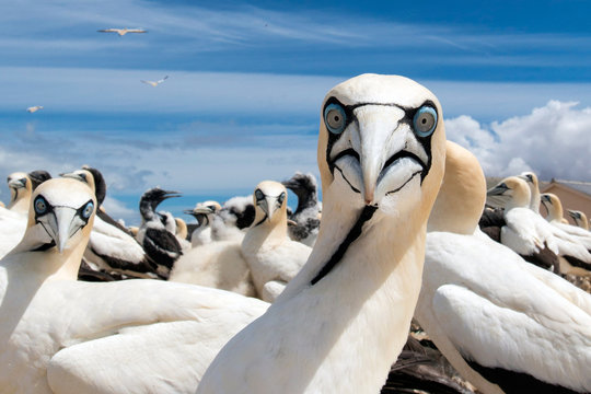 portrait of a singel cape gannet