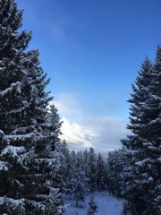 blick zwischen bäumen in alpental