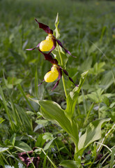 Lady's Slipper Orchid flower -  Cypripedium calceolus. Yellow with red petals blooming flower in natural environment