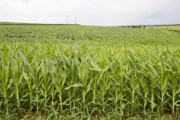 young corn plantation